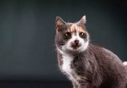Captivating Tricolor Cat Portrait: Hypnotic Eyes & Silky Fur