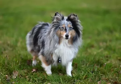 Stunning Blue Merle Shetland Sheepdog with Mesmerizing Eyes