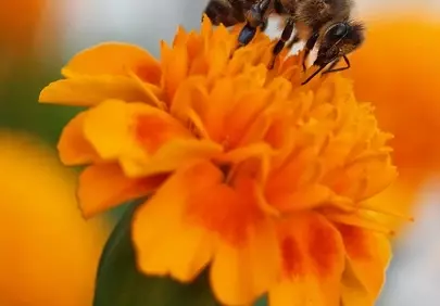 Vibrant Macro: Honey Bee on Orange Marigold