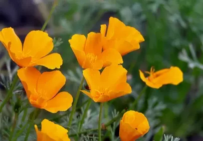 Vibrant Orange Poppy Blooms in Sunlit Spring Garden