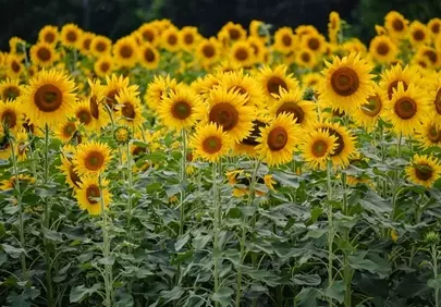 Vibrant Sunflower Field Blooms Under a Sunny Sky
