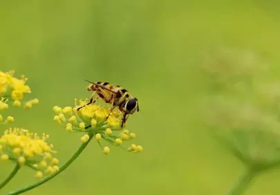 Vibrant Macro: Hoverfly Pollinating Yellow Blooms