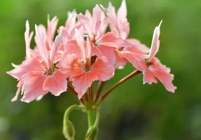 Vibrant Pink Ivy Geranium Blooms Against Lush Green