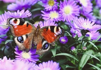 Vibrant Peacock Butterfly Perched on Dazzling Purple Flowers