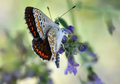 Vibrant Argus Blue: A Macro Dance on Purple Blooms
