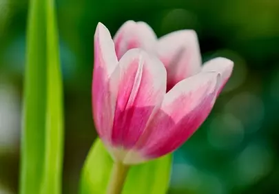 Vibrant Spring Tulip: A Delicate Blossom in Nature's Embrace