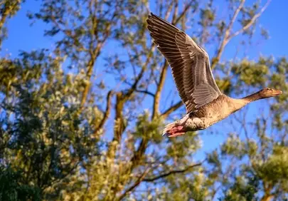 Graceful Goose Soars: Majestic Wildlife in Flight