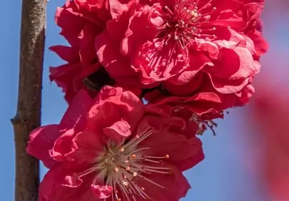 Vibrant Red Peach Blossoms Against a Blue Sky