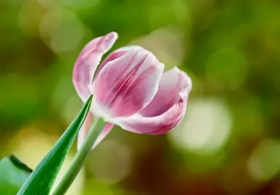 Charming Pink Tulip: Silky Petals Amidst Nature's Bokeh