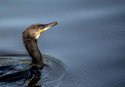Stunning Cormorant: Serene Solitude in Nature's Waters