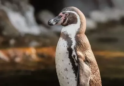Majestic Humboldt Penguin: A Stunning Wildlife Portrait
