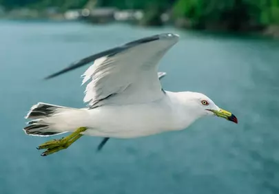 Graceful Gull Gliding: A Symphony of Flight Over Water