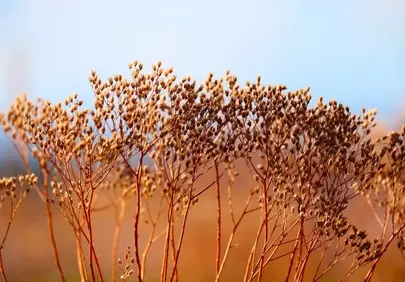 Sun-Kissed Drought: Delicate Autumn Twigs Under Blue Sky
