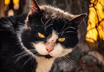Intense Gaze: Stray Cat's Golden Eyes in Winter