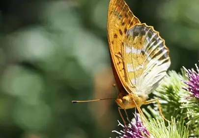 Vibrant Summer: Macro Butterfly on Thistle Bloom