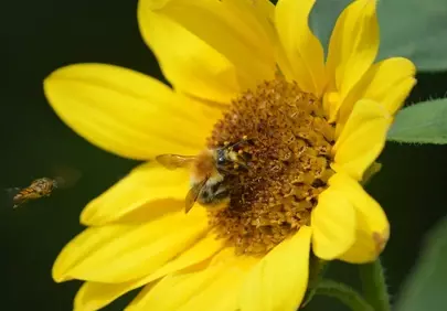 Vibrant Sunflower Buzz: Bumblebee's Nectar Delight