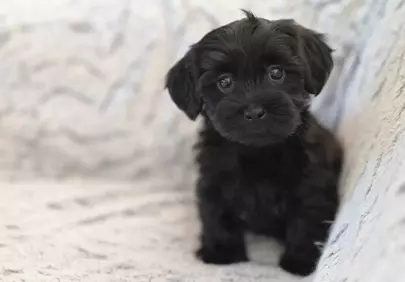 Adorable Black Bichon Puppy: Cuddly Companion