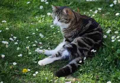 Charming Tabby Cat Enjoys a Sunny Garden Nap