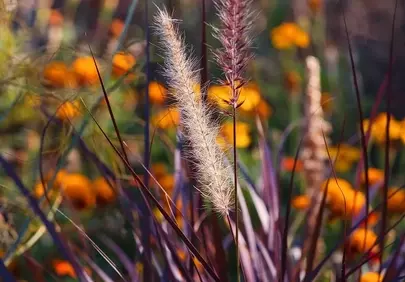 Radiant Pampas Grass: A Symphony of Summer Hues