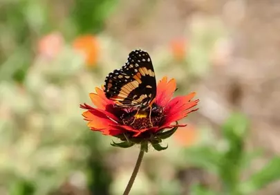 Vibrant Butterfly on Red Flower: A Springtime Macro Delight