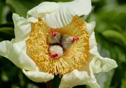 Stunning White Peony Macro: Golden Pollen & Delicate Petals