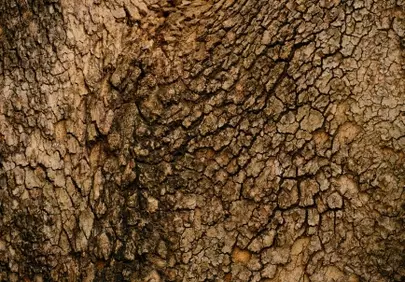 Rustic Bark: Intricate Textures of Nature's Timeless Canvas