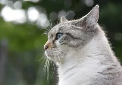 Enchanting Gaze: Striking Cat Portrait with Piercing Blue Eyes