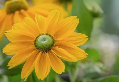 Vibrant Yellow Daisy: A Macro View of Nature's Beauty