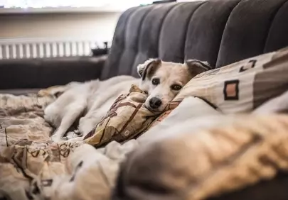 Cozy Canine Comfort: Adorable Dog Relaxing on Sofa