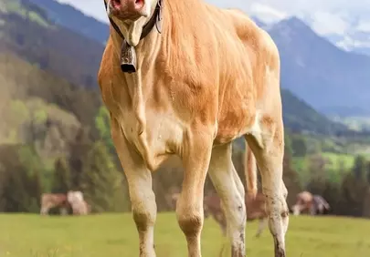 Charming Alpine Cow in Lush Mountain Meadow