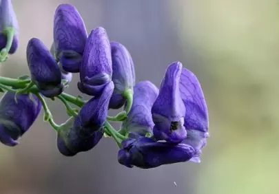 Enchanting Blue Monkshood: A Wild Garden Gem