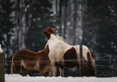 Majestic Winter Horses: Serene Snow-Covered Paddock