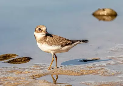 Vibrant Shorebird Reflections: Semipalmated Plover on the Beach