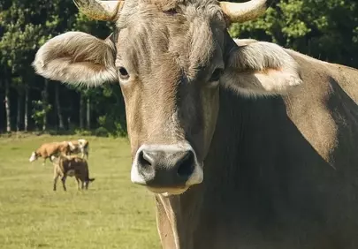 Majestic Savoy Cow Gazing in Lush Alpine Pasture