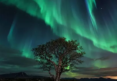 Breathtaking Aurora Borealis Dances Above a Solitary Tree