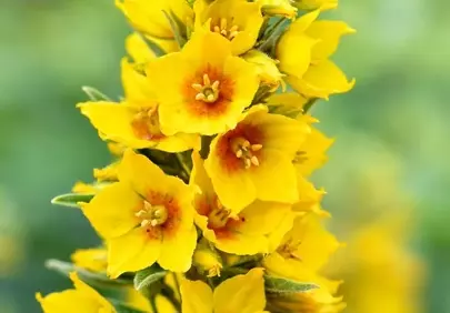Vibrant Yellow Loosestrife: Summer Garden Macro