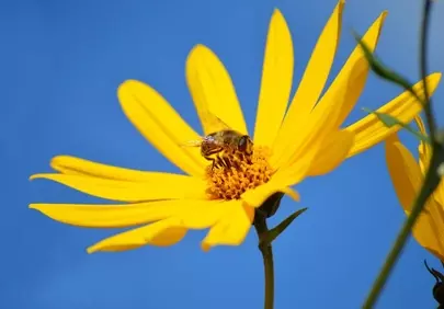 Vibrant Yellow Jerusalem Artichoke Blooms with Busy Bee