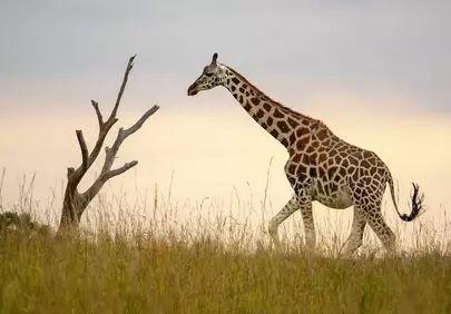 Majestic Giraffe Roaming African Savanna at Sunset