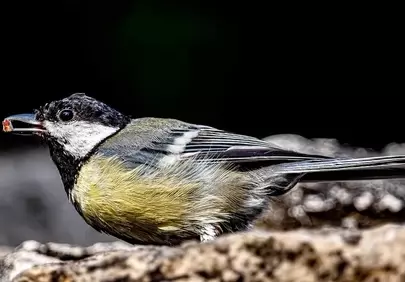 Vibrant Titmouse Feeding in Nature's Embrace