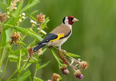 Vibrant Goldfinch Perched in Lush Summer Greenery