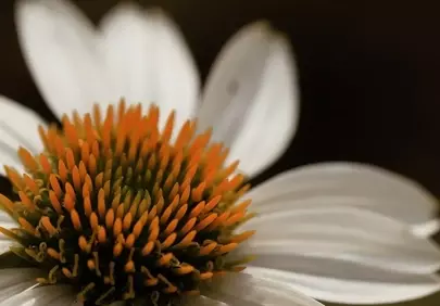 Stunning White Echinacea Macro: Nature's Intricate Beauty Up Close