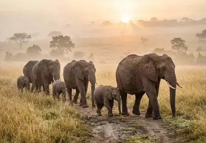Majestic Elephant Herd Treks Through Golden African Dawn