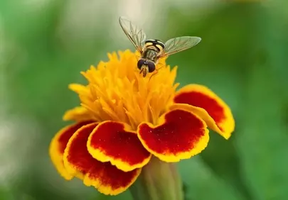 Vibrant Hover Fly Pollinating a Blooming Marigold