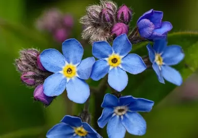 Vibrant Blue Forget-Me-Nots: A Springtime Macro Delight