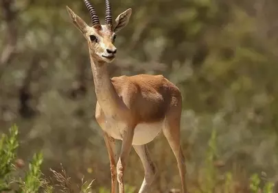 Majestic Gazelle Portrait: Wildlife in Summer Sunlight