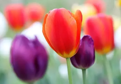 Vibrant Spring Tulips: A Macro Delight