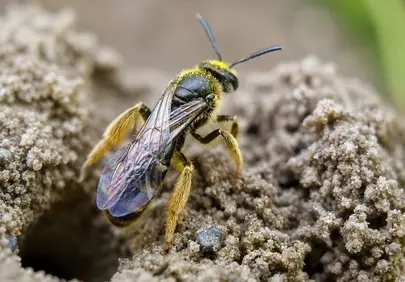 Macro Marvel: Golden Sweat Bee on Sandy Soil
