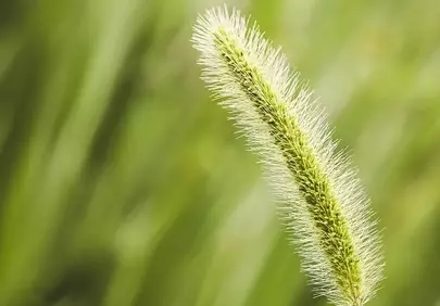 Vibrant Green Foxtail: Nature's Delicate Beauty in Spring