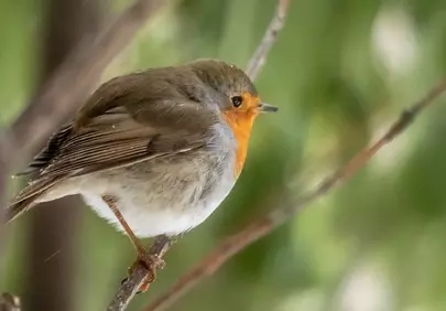 Vibrant Robin Perched on Branch: Nature's Close-up Beauty