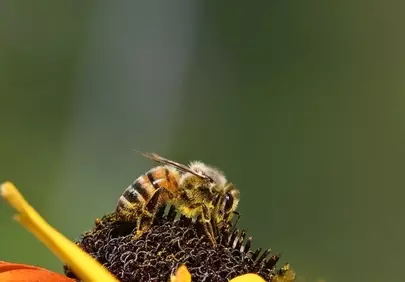 Vibrant Macro: Busy Bee Pollinating Coneflower